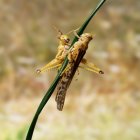 View of desert locusts on green branch — Stock Photo
