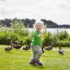 Niño jugando con patos en el patio - foto de stock