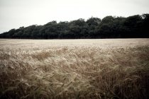 Vista panoramica del campo di grano in brezza — Foto stock