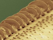 Кольоровий сканувальний електронний мікрограф крила оси — стокове фото