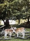 Zwei Hirsche auf der Wiese, aarhus, denmark — Stockfoto