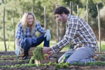 Couple cueillette de légumes dans le jardin — Photo de stock
