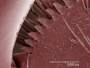 Micrógrafo electrónico de barrido coloreado de espinas de camarones mantídicos - foto de stock