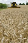 Combine harvester in wheat field — Stock Photo