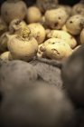 Close up of pile of turnips, focus on background — Stock Photo