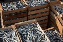 Frisch gefangener Fisch in Holzkisten — Stockfoto