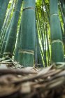 Vista a nivel de superficie de bambú - foto de stock