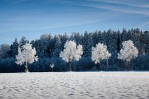 Árvores geadas brancas em uma fileira — Fotografia de Stock