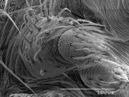Micrografía electrónica de barrido de hileras de araña - foto de stock