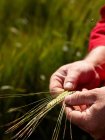 Farmer hands examining barley stalks in field — Stock Photo