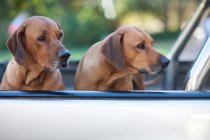 Two dogs sitting in pick up truck — Stock Photo