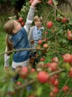 Дівчина збирає яблука, поки хлопчик дивиться — стокове фото