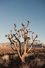 Albero nudo nel deserto — Foto stock