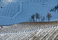 Árboles en la ladera nevada - foto de stock