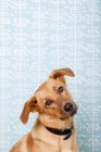 Dog with cocked head on blue background — Stock Photo