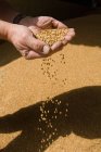 Bauer schöpft eine Handvoll Getreide, Teilaufnahme aus der Nähe — Stockfoto