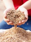 Farmer pouring handful of barley seeds — Stock Photo