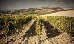Grapevines in field, Siena — Stock Photo