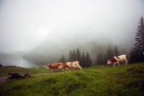Vacas caminhando ao longo da estrada rural — Fotografia de Stock