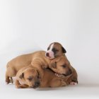 Three playing puppies on white background — Stock Photo