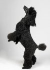Vista lateral de pé poodle com pele preta sobre fundo cinza — Fotografia de Stock