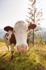 Коров'ячий ніс у пасовищі — стокове фото