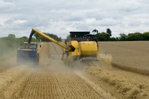 Combine harvesters unloading  wheat — Stock Photo
