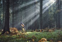 Mountainbikerin radelt durch Sonnenstrahlen im Wald von Dekan, Bristol, uk — Stockfoto