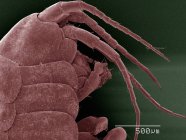 Micrographie électronique à balayage coloré de l'amphipode — Photo de stock