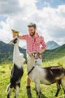 Hombre joven alimentando cabras, Tirol, Austria - foto de stock