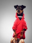 Hund trägt Sweatshirt — Stockfoto