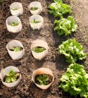 Rows of lettuce plants at garden in sunlight — Stock Photo