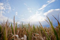 Vista do campo de milho sob o céu azul — Fotografia de Stock