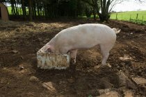 Pig eating from bucket — Stock Photo