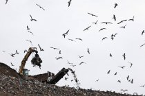 Птицы кружат вокруг центра сбора мусора — стоковое фото