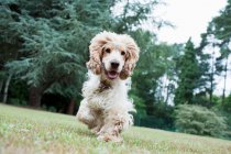 Собака біжить на зеленій траві з відкритим ротом — стокове фото