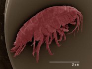 Micrographie électronique à balayage coloré de l'amphipode — Photo de stock