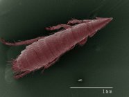 Coloured scanning electron micrograph of flea — Stock Photo