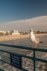 Seagull perched on railing over beach — Stock Photo