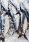 Vista ravvicinata del pesce fresco nel ghiaccio — Foto stock