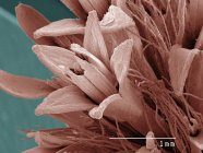 Coloured scanning electron micrograph of goldenrod flower — Stock Photo