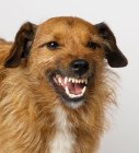 Brown dog snarling isolated on white — Stock Photo