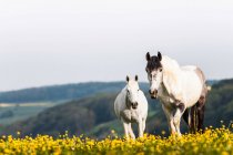 Белые лошади гуляют по полю желтых цветов — стоковое фото
