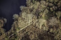 Vista aérea de árvores nuas em luz solar brilhante — Fotografia de Stock