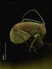 Цветной сканирующий электронный микрограф мелкого жука — стоковое фото