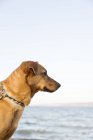 Вид збоку собаки з морем на фоні — стокове фото