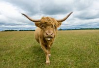 Передний вид Highland Cow, смотрящий в камеру, торчащий язык — стоковое фото