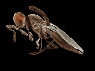 Parasitic wasp, Inostemma SEM — Stock Photo