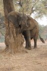 Elefante africano no Parque Nacional de Mana Pools — Fotografia de Stock