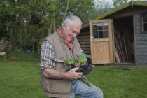 Старший чоловік, обробляє розсаду в саду — стокове фото
